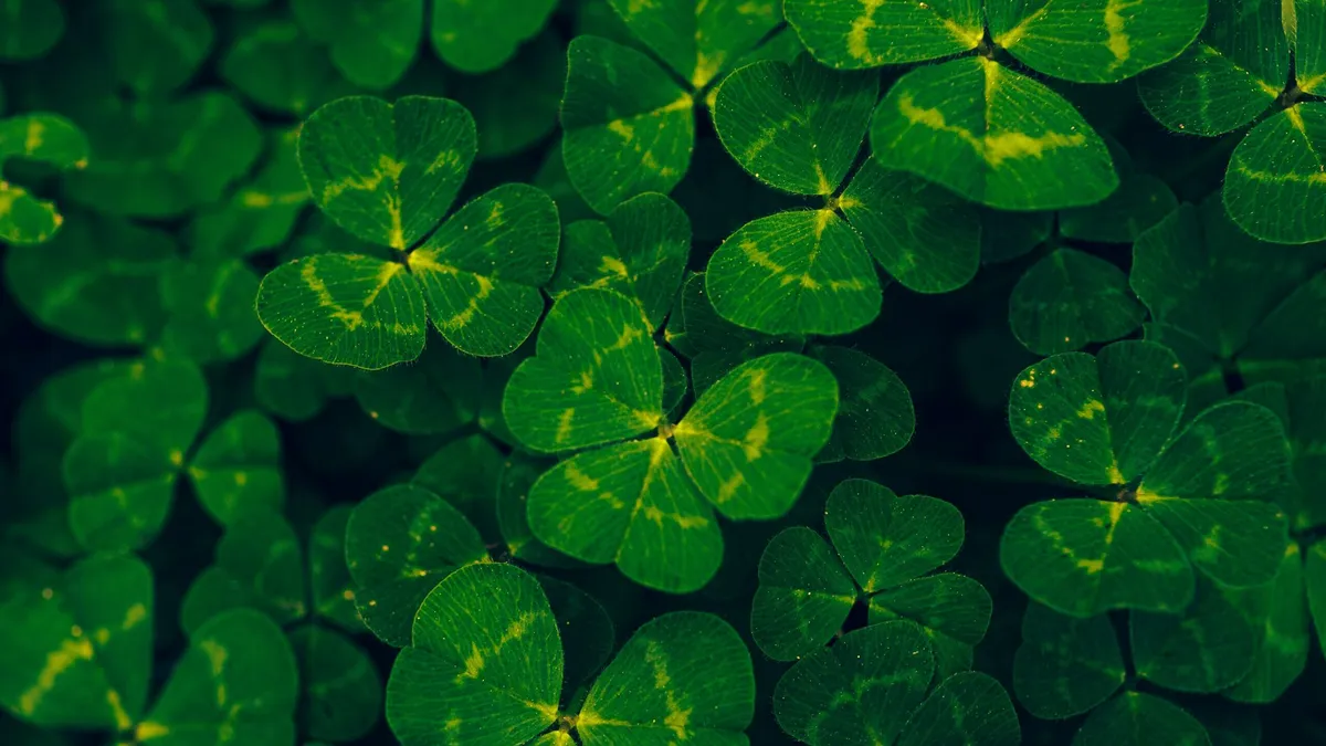 st patrick day — NG news