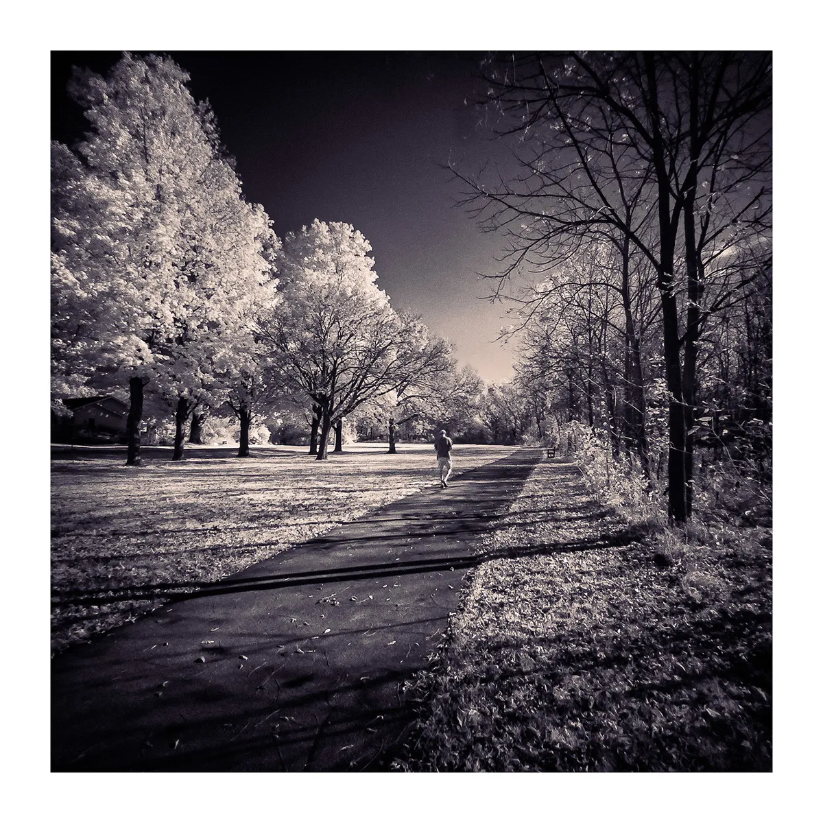 alice the elephant morning stroll — NG news