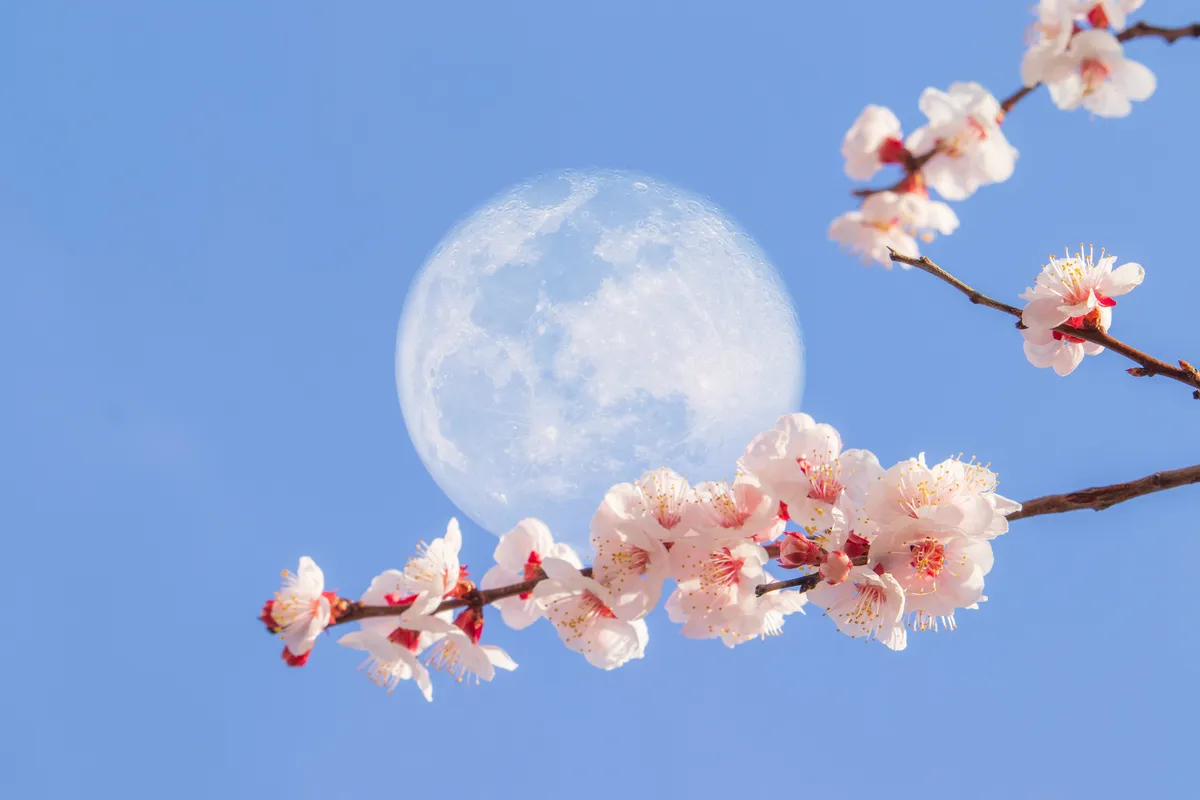 full moon flower moon — NG news