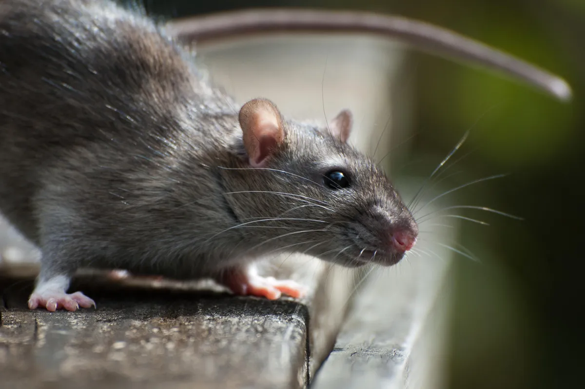 hantavirus infections cruise ship — NG news